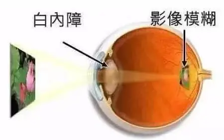 1752721224460917.png 02a437790eada1b8c6b108479dc87f3.png