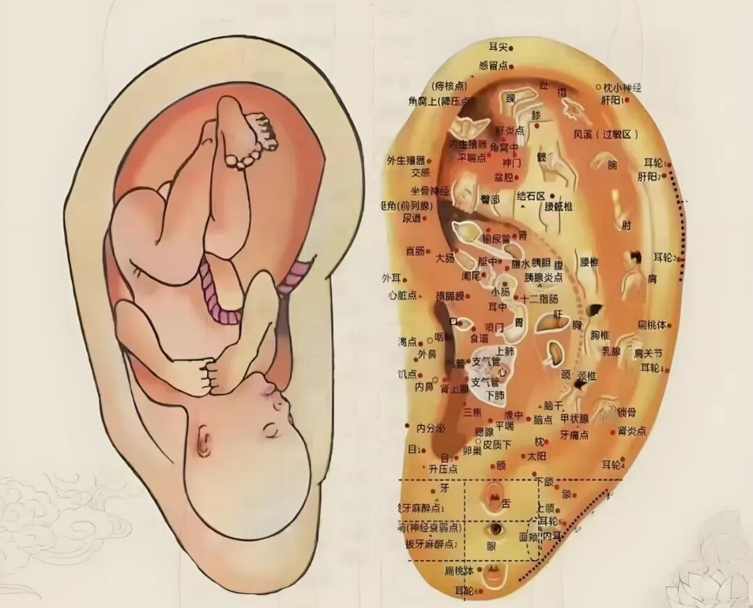 眼睛干涩总滴眼药水？了解中医“耳穴贴压”辅助疗法
