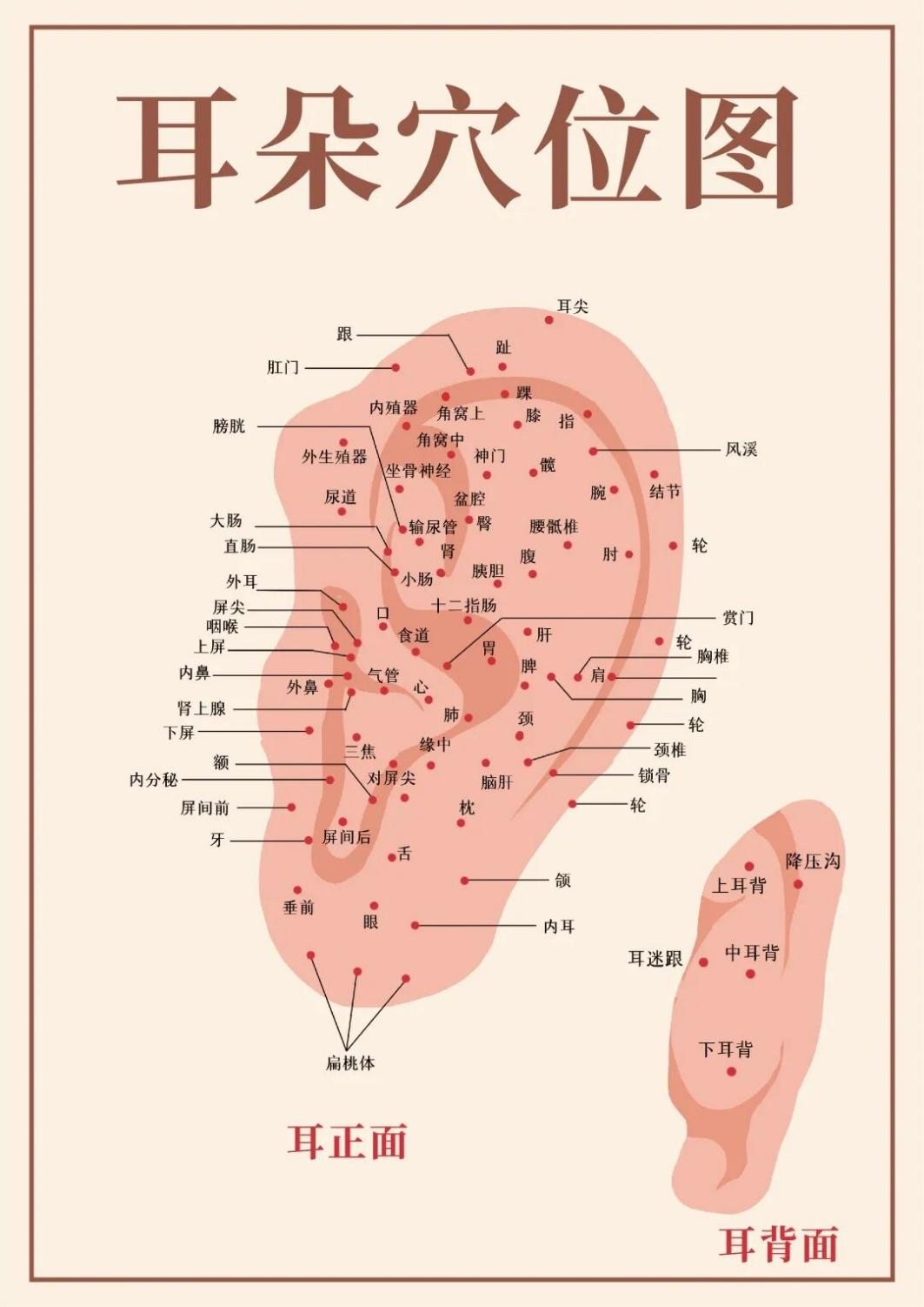 眼睛干涩总滴眼药水？了解中医“耳穴贴压”辅助疗法