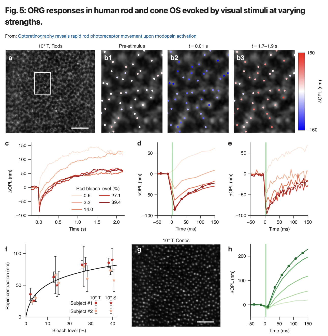 新型视网膜成像技术实现活体视杆细胞功能直接测量