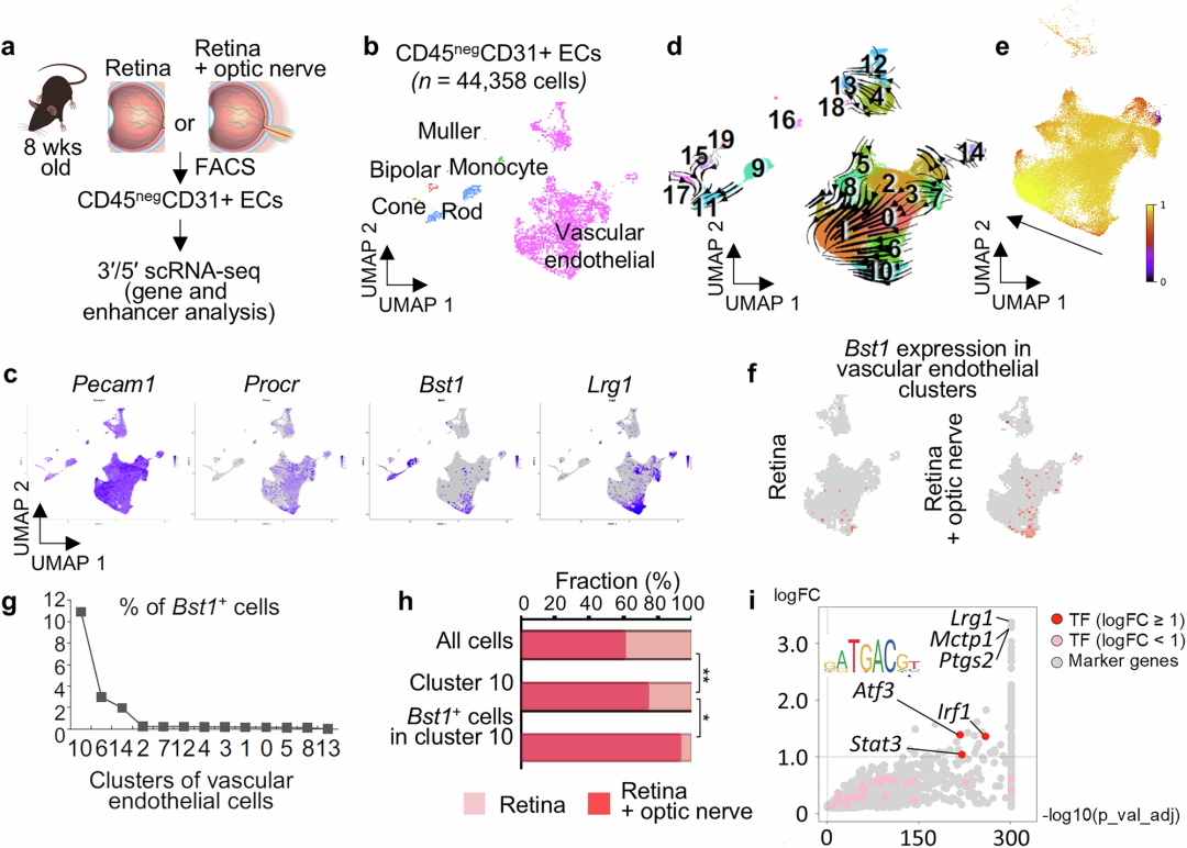 视神经中存在表达祖细胞相关基因的内皮细胞亚群