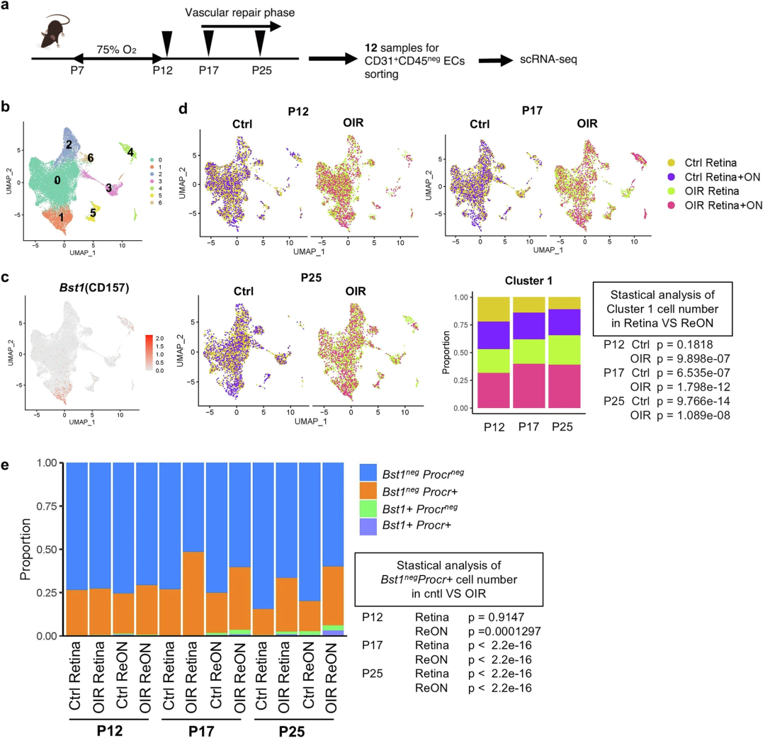 小鼠缺血性视网膜病变损伤后修复过程的单细胞RNA测序提示视网膜血管内皮细胞存在层级结构