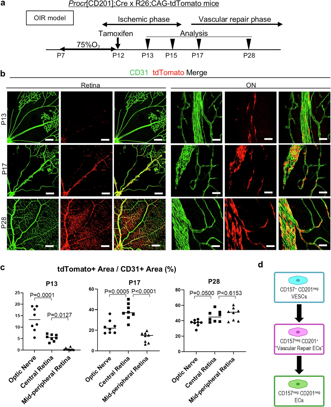 视网膜血管内皮祖细胞亚群的层级分析