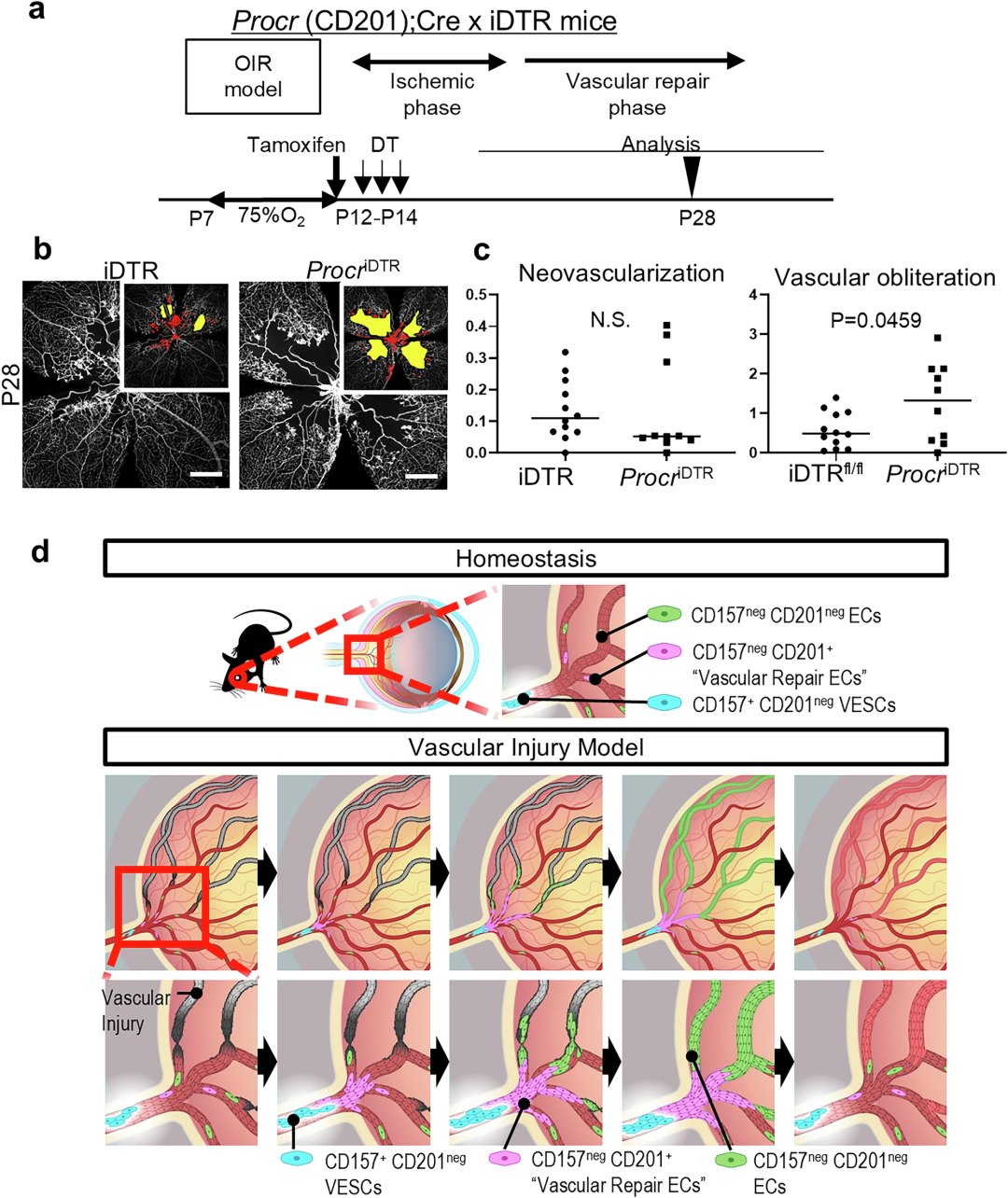 图6：CD201阳性细胞调控氧诱导视网膜病变损伤后的血管修复